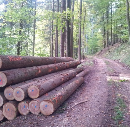 Douglas fir Poles for climbing gardens