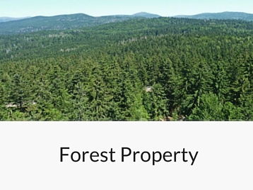 Services - Forest Property